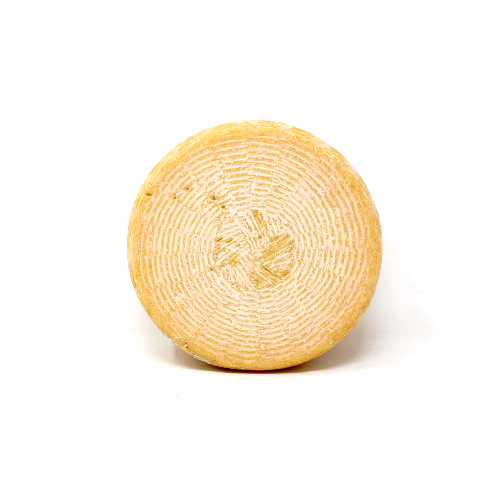 Scorpio Cheese Shooting Star - Curedandcultivated